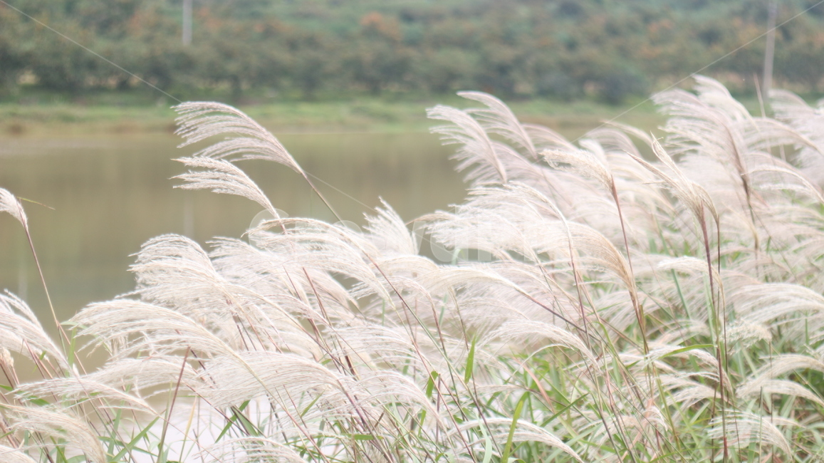 갈대,자연,풍경,식물,grass