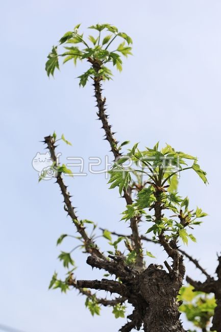엄나무순,엄나무새싹,엄나무,봄나물,식물,나물,음식,초록,초록잎,새싹,봄,자연,계절,옥외,연두,그린,하늘,spring,nature,채소,vegetable,food,잎,leaf,나무,tree