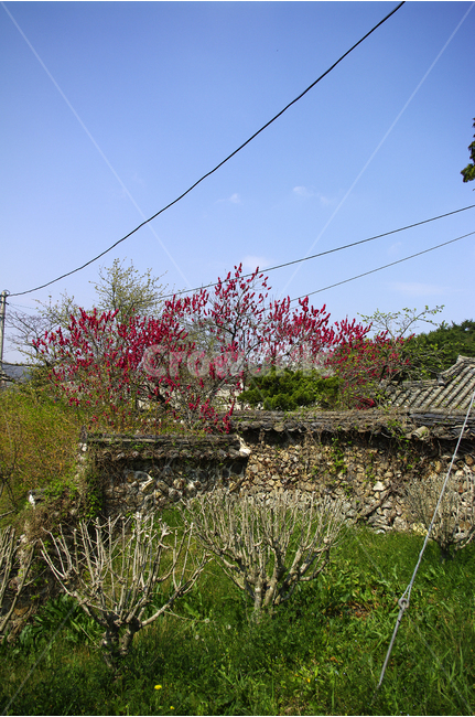홍매,돌담,한국의담,꽃,봄,봄날,봄풍경,봄꽃,감성,spring,flower,봄길,산책,봄나들이,식물,하늘,한옥,봄,계절,spring,season,시골,마을,풍경,landscape,country,rural,town,한국전통,한국문화,korean traditional,korean culture