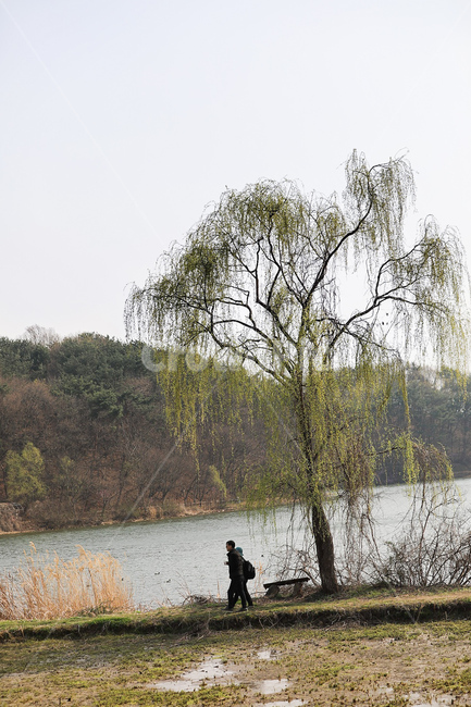 자연,호수,버드나무,동행,봄,친구,감성사진,연인,산책,tree,식물,person,사람,human