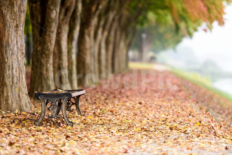 풍경,단풍,풍경사진,송호리,가을단풍,자연,풍경,nature,landscape,가을,계절,fall,autumn,season,휴식,힐링,rest,relaxation,healing,furniture,가구