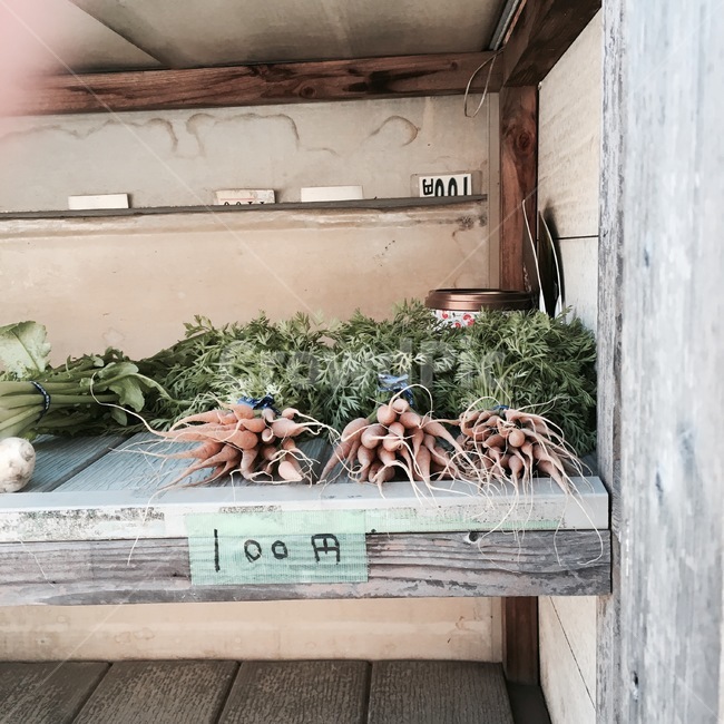 식물,채소,열무,노상,나무