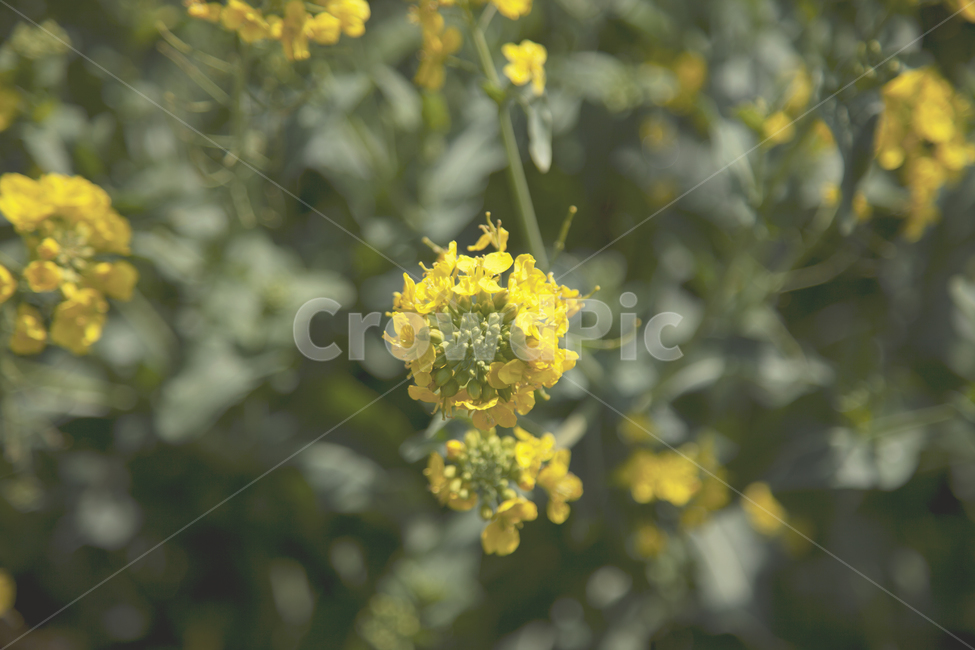 꽃,자연,노랑,노란색,꽃밭,감성,봄,꽃놀이,노란색꽃,plant,flower,yellow,봄,계절,spring,season,식물,자연,plants,nature,꽃,flower
