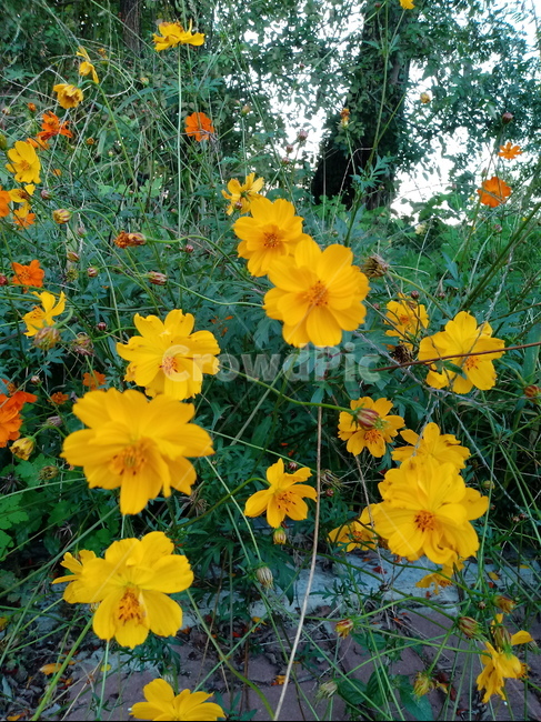 식물,코스모스,꽃,가을꽃,flower,plant,식물,자연,plants,nature,꽃,flower