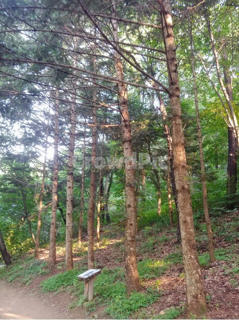 인천대공원,전나무,오솔길,초록색,나무