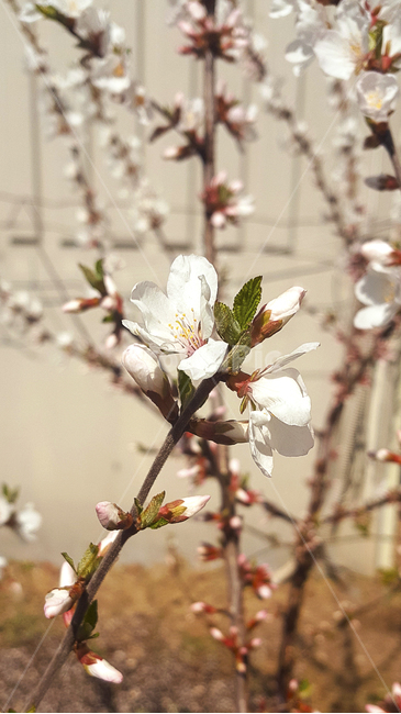 벚꽃,흰꽃,봄꽃,봄,꽃나무,자연,꽃,계절,꽃봉오리,cherryblossom,blossom,flower,nature,spring,season,식물,자연,plants,nature,꽃,flower