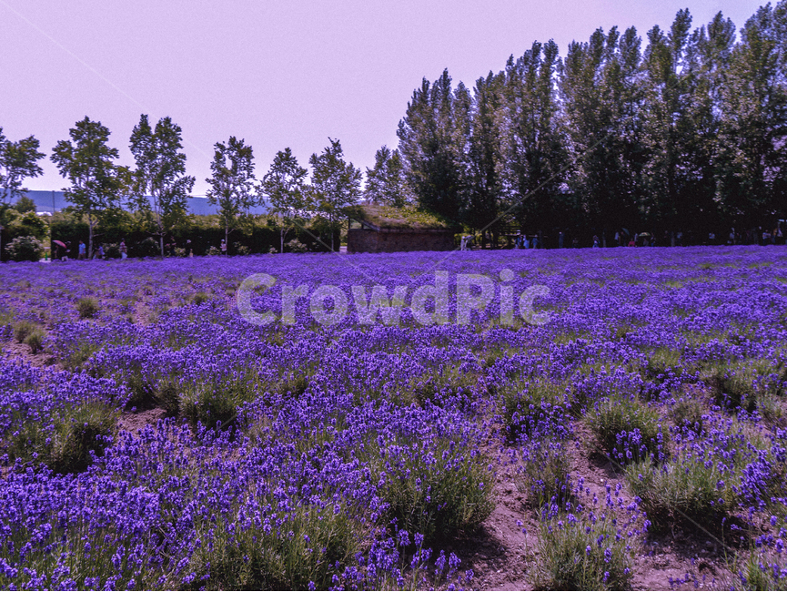 일본,꽃,풍경사진,색감,스냅사진,나무,자연,보라색,라벤더,여행,landscape,자연,풍경,nature,landscape,plant,식물