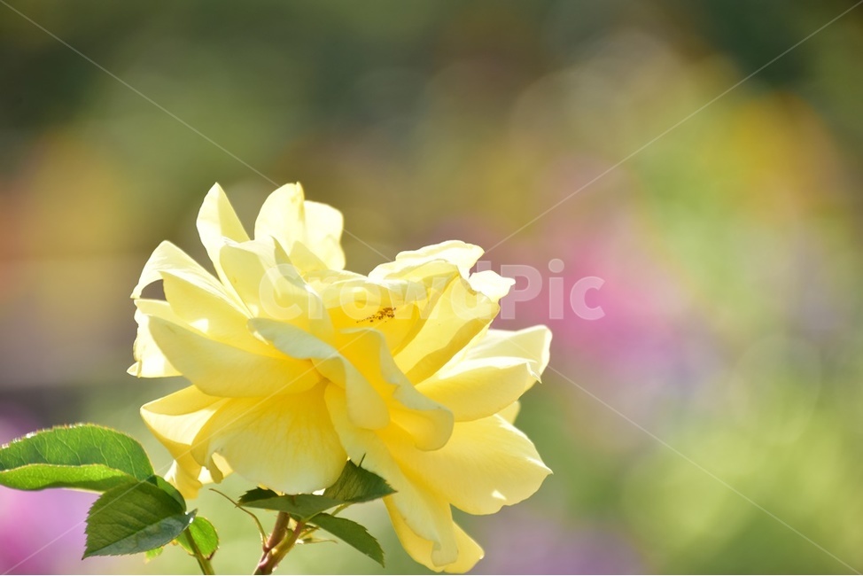 노랑장미,장미,애기장미,유월장미,계절의여왕,식물,자연,plants,nature,꽃,flower
