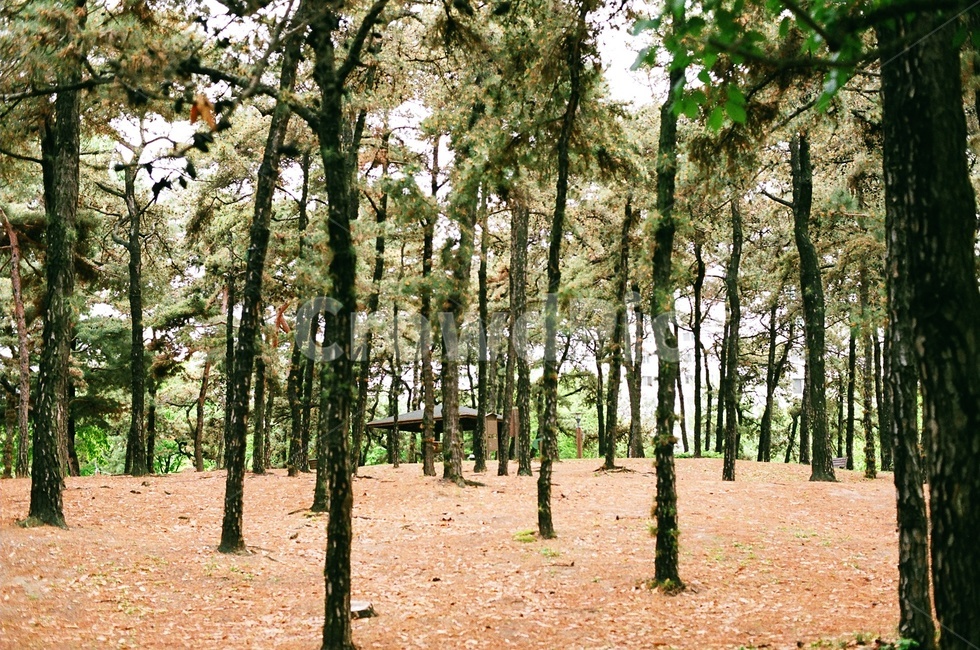 필름카메라,숲,나무,소나무,공원