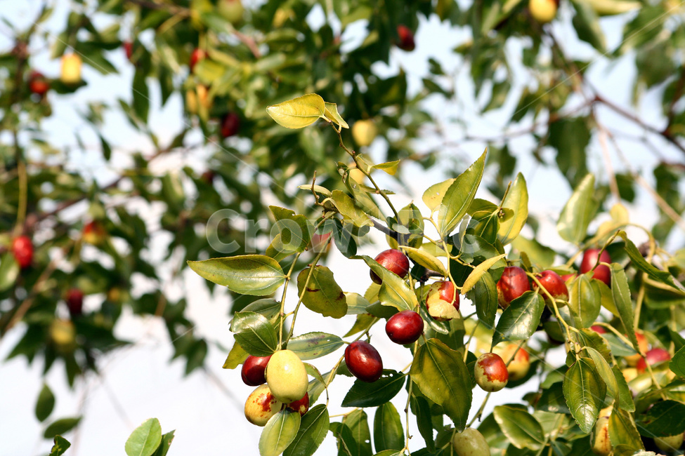 대추,대추열매,대추재배,대추농사,가을대추,식물,자연,plants,nature