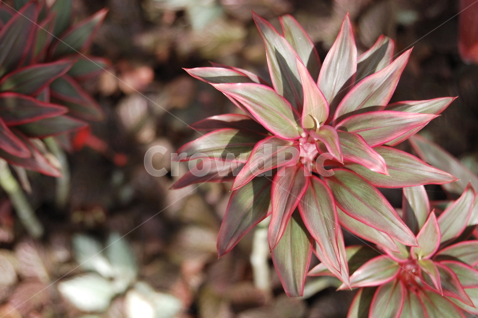 plant,flower,식물,red,orchid,garden,식물,자연,plants,nature