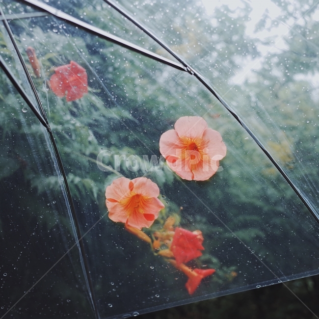 여름,꽃,능소화,비,우산,감성사진,감성,여름꽃,flower,plants,rain,꽃,flower,감성,sensible,feeling,비,비오는날,rain,rainy