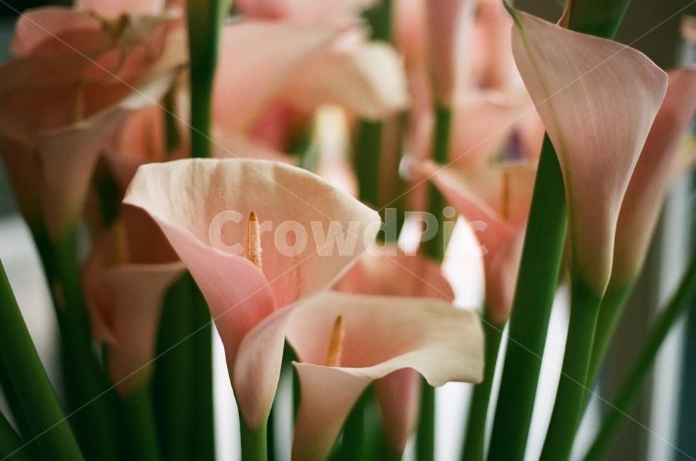 백합,꽃,분홍색꽃,lyli,pinkflower,식물,자연,plants,nature,꽃,flower