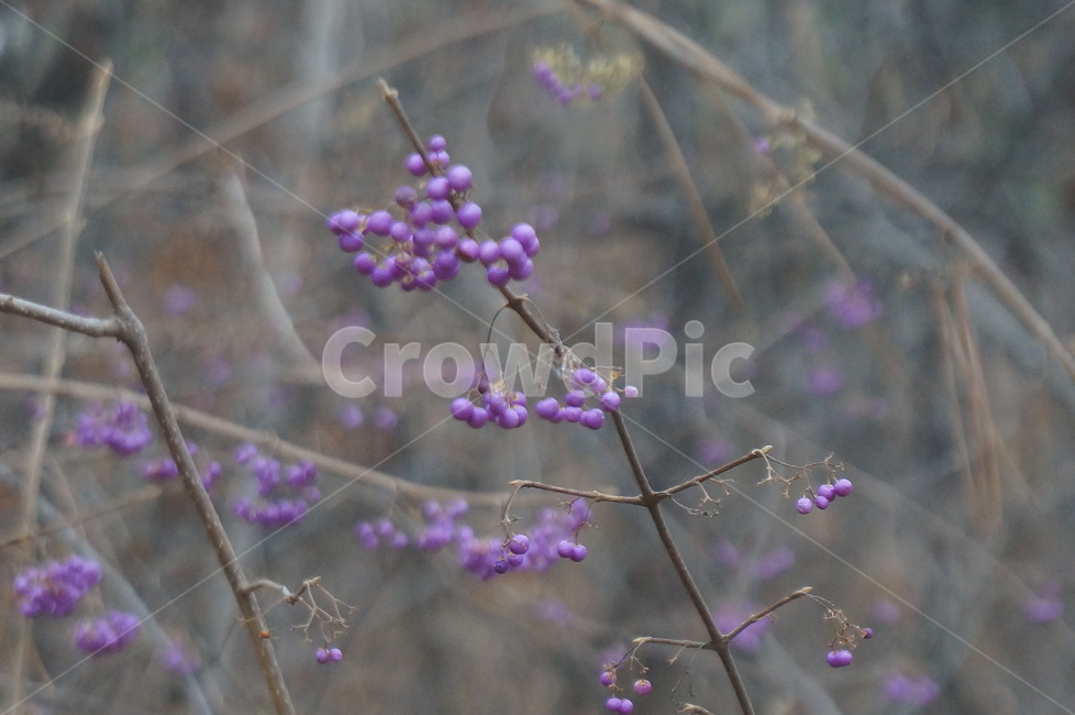 좀작살나무,좀작살나무열매,보라색열매,예쁜열매,나무열매,식물,자연,plants,nature,과일,열매,fruit
