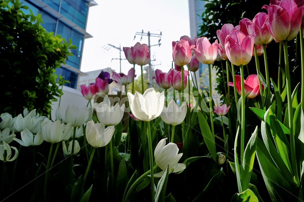 봄,봄꽃,화사함,자연,행복,힐링,bloom,colorful,floral,flower,gardenflowers,happymind,life,nature,plant,spring,흔색,그림자,식물,자연,plants,nature,꽃,flower