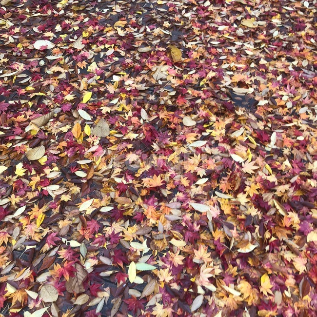 단풍,낙엽,가을,fall,fallenleaves