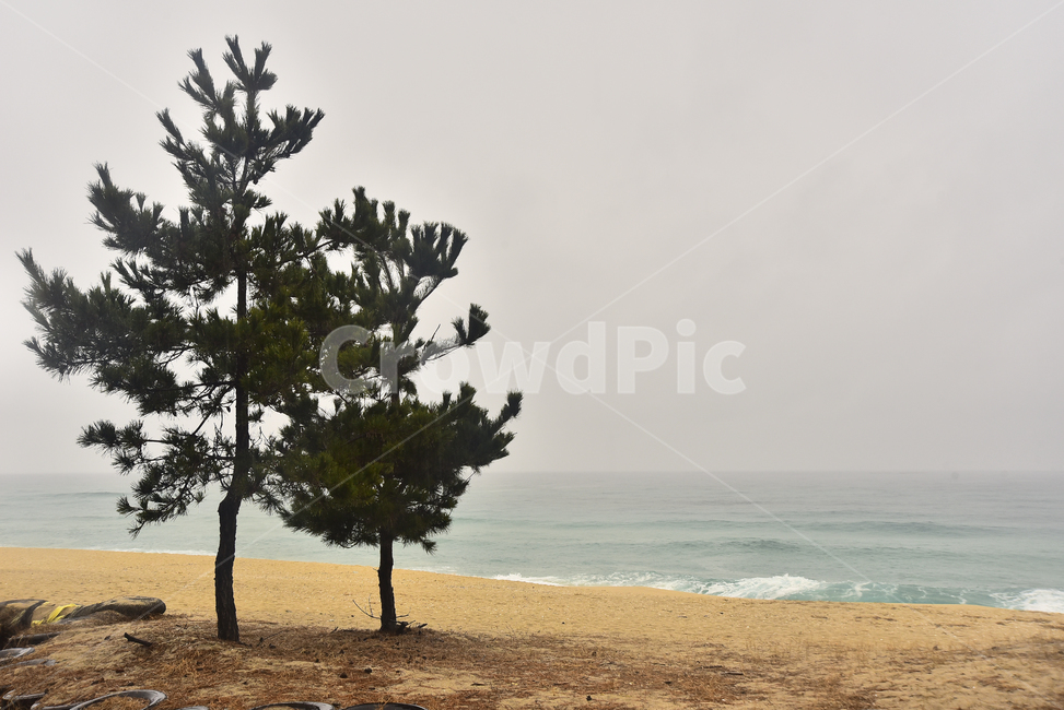 바닷가,파도,바다,동해바다,소나무,해안가,모래밭,sandybeach,coast,seashore,seaside,한국자연풍경,풍경,landscape,모래사장,해수욕장,나무,해송,푸른하늘,포말,바다풍경,물,background,백그라운드,배경,바탕,옥외,야외,outdoor,healing,nature,자연,ocean,water,흐린날,2그루,식물,tree,plant,자연,풍경,nature,landscape