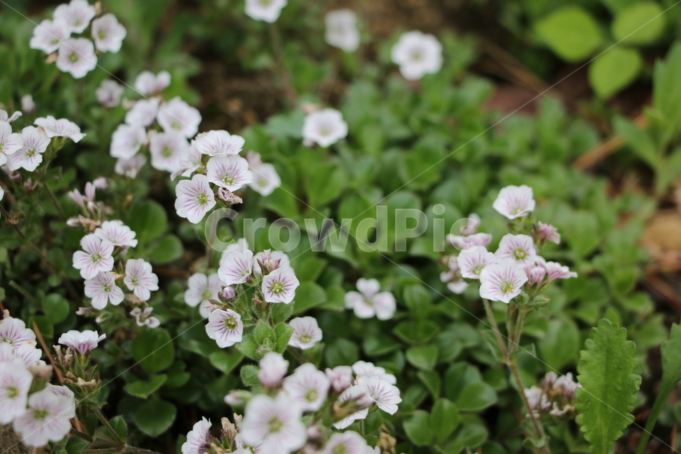 꽃,flower,붉은꽃,야생화,자연,산,plant,제라늄,geranium,blossom,봄,봄꽃,핑크,흰색,흰꽃,작은꽃,식물,줄기,식물,자연,plants,nature,꽃,flower