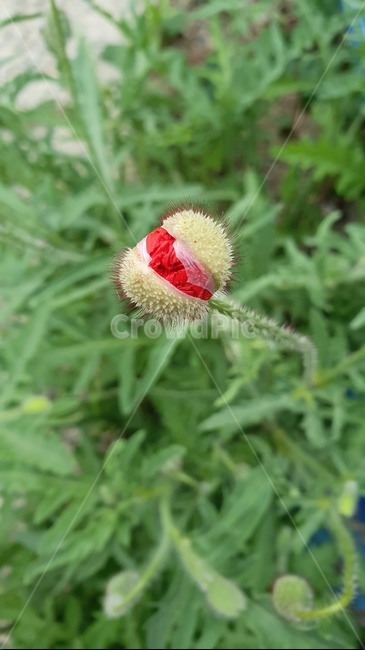 서양양귀비꽃,꽃봉오리,봉오리,꽃,양귀비꽃,붉은꽃,5월,poppy,abud,red,fiower,may