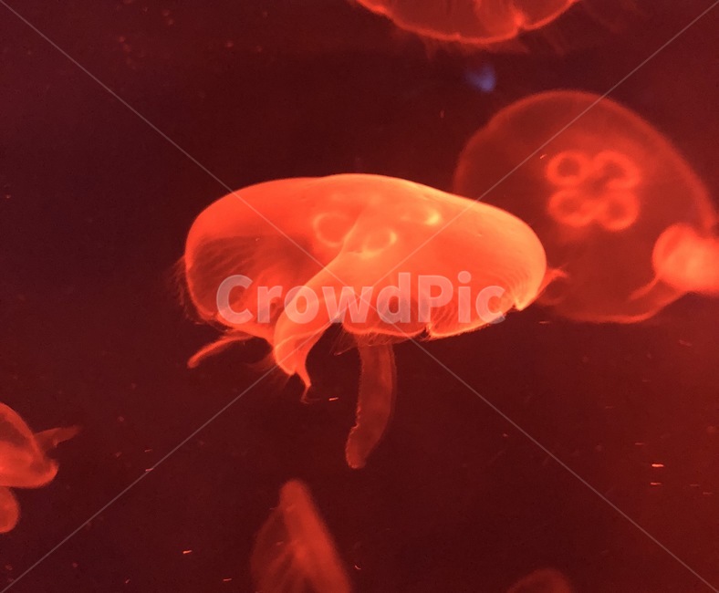 아쿠아리움,해파리,생물,바다생물,바다,동물,물고기