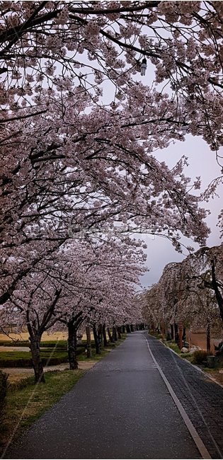 벚꽃길,강릉,축제,봄,흐린날