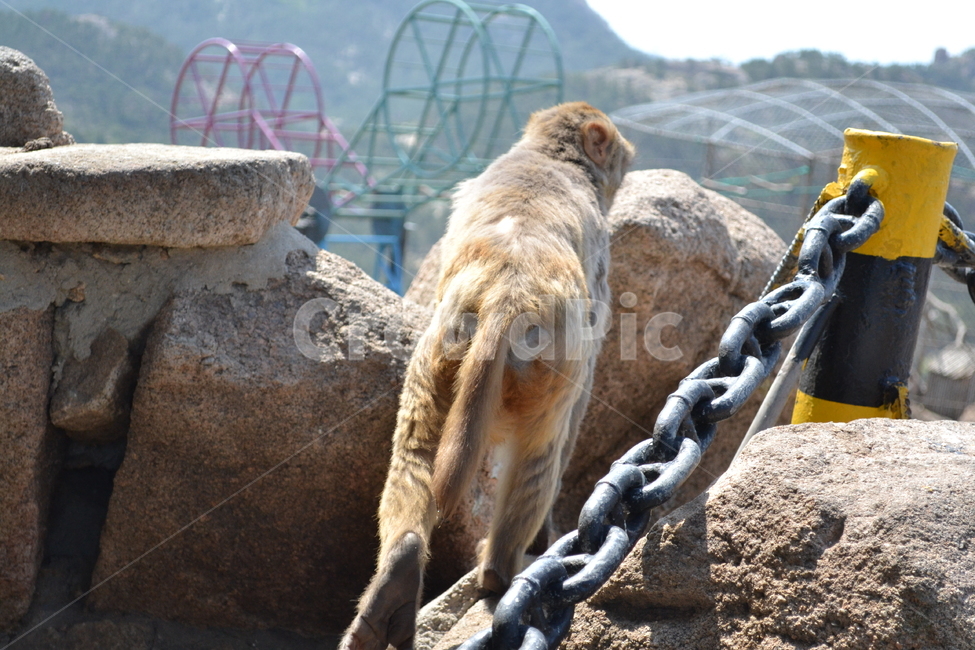 원숭이,원숭이뒷모습,monkey,monkeysback,animal,동물,동물,animal,포유류,mammal