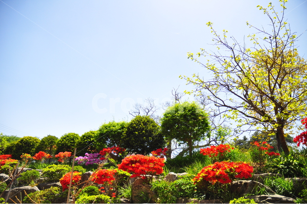 정원,나무,꽃,하늘,태양,해,자연,식물,봄,계절,spring,season,식물,자연,plants,nature,꽃,flower,나무,trees,wood,plant