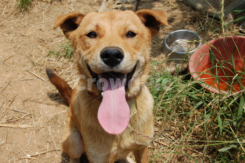 누렁이,웃는개,누런개,강아지웃음,시골개,동물,animal,포유류,mammal,개,강아지,dog,doggy