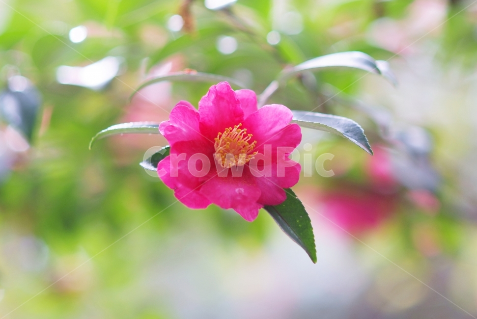 동백,동백꽃,겨울꽃,꽃,camellia,flowers,식물,자연,plants,nature,꽃,flower,감성,sensible,feeling