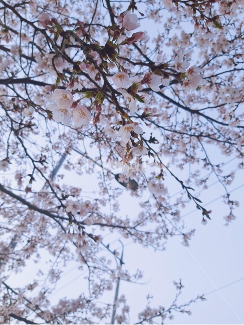 식물,꽃,벚꽃,벚꽃나무,봄,푸른하늘,계절,flower,plant