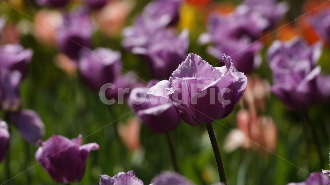 꽃,봄꽃,자연,풍경,튜울립,봄,계절,spring,season,식물,자연,plants,nature,꽃,flower,plant