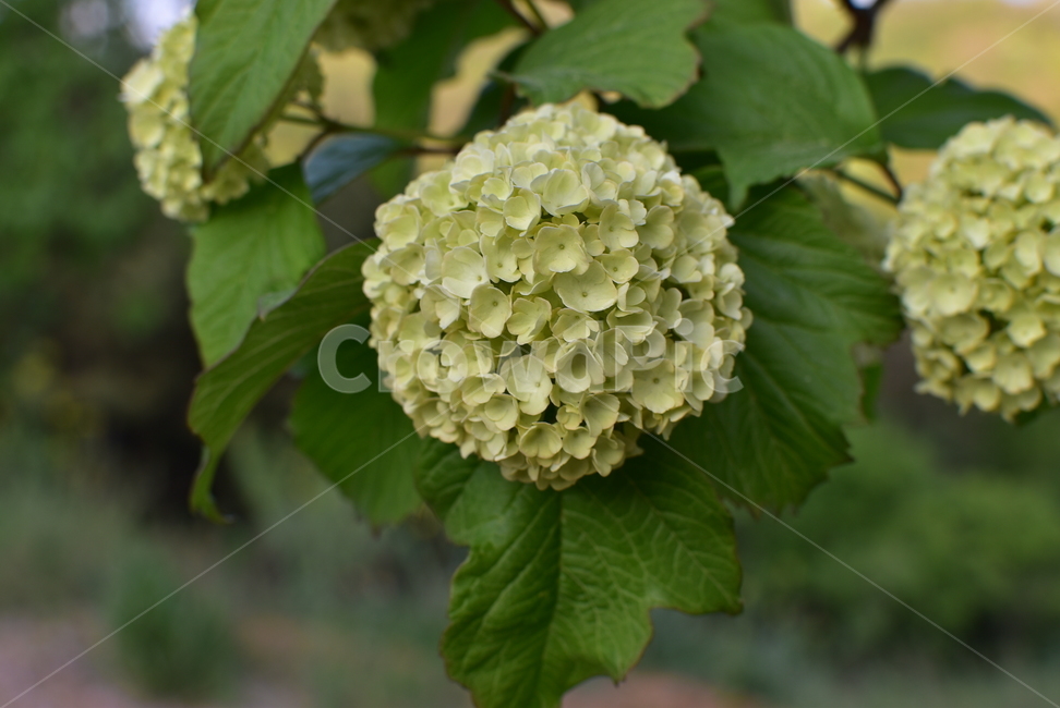 수국,토실,꽃,연두색,봄,식물,자연,plants,nature,꽃,flower