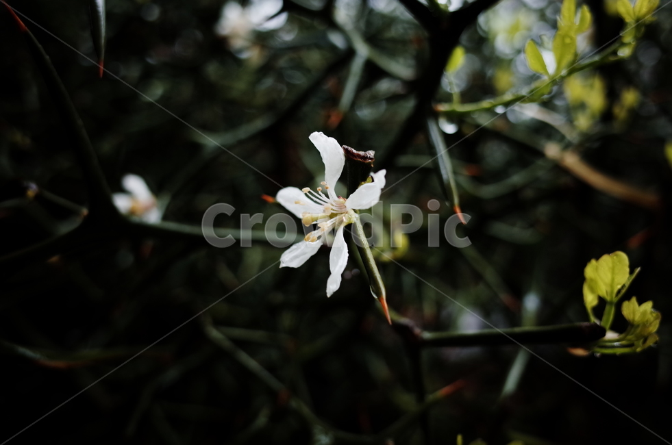 탱자나무,탱자나무꽃,가시,하얀,화이트,비오는날,접사,식물,자연,plants,nature,꽃,flower