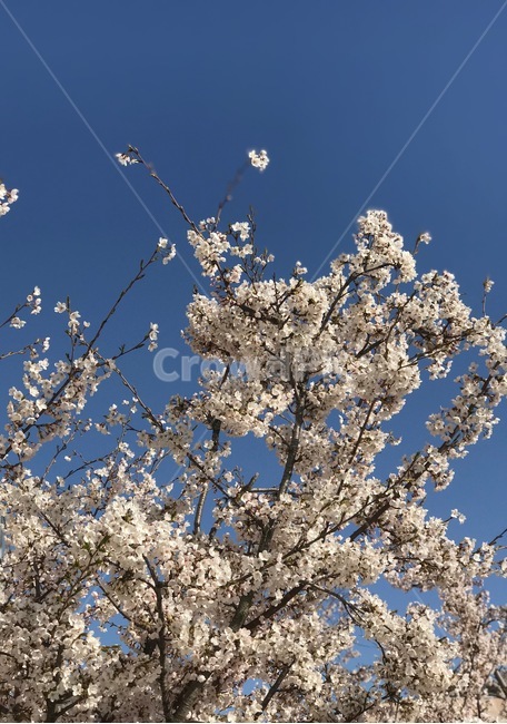 벚꽃,벚꽃나무,봄,cherryblossom,꽃,sky,봄,계절,spring,season,식물,자연,plants,nature,꽃,flower,plant,blossom