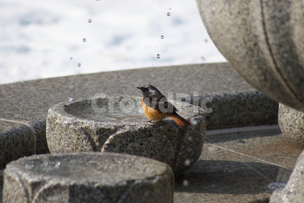 딱새수컷,딱새,새,야생동물,daurianredstart,작은새,동물,animal,조류,새,birds