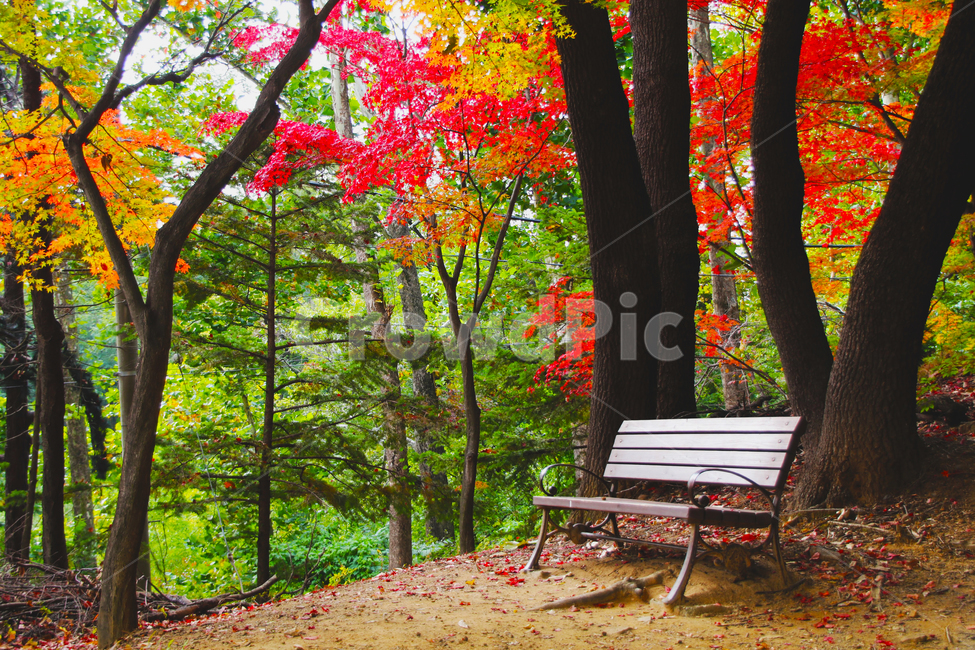 의자,나무,숲,풀,쉼,쉼터,휴식,가을,계절,fall,autumn,season,자연,풍경,nature,landscape,bench,벤치,tree,plant,식물,tree trunk,나무 줄기,furniture,가구