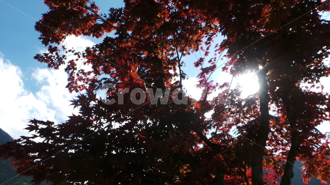 plant,식물,잎,leaf,나무,하늘,구름,sky,nature,자연,가을,계절,fall,autumn,season,식물,자연,plants,nature,tree