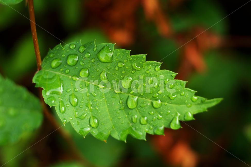 wetlesves,leaf,물방울,잎사귀,나뭇잎