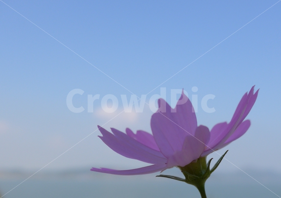 코스모스,하늘,구름,바다,blue,그리움,가을,계절,fall,autumn,season,식물,자연,plants,nature,꽃,flower,감성,sensible,feeling,색깔,색상,색채,색감,color sense,color sensitivity,feeling of color,plant