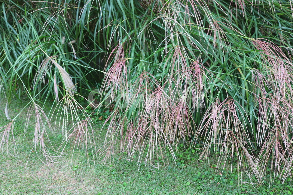 억새,풀,억새풀,식물,자연,들풀,두영,가을,식물,자연,plants,nature