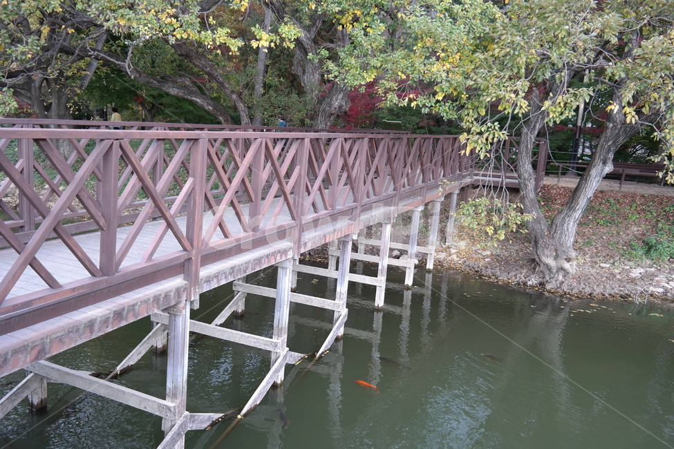 다리,호수,물고기,잉어,나무,물가,교량,자연,풍경,nature,landscape,water,물,waterfront,워터 프론트,port,포트,pier,교각