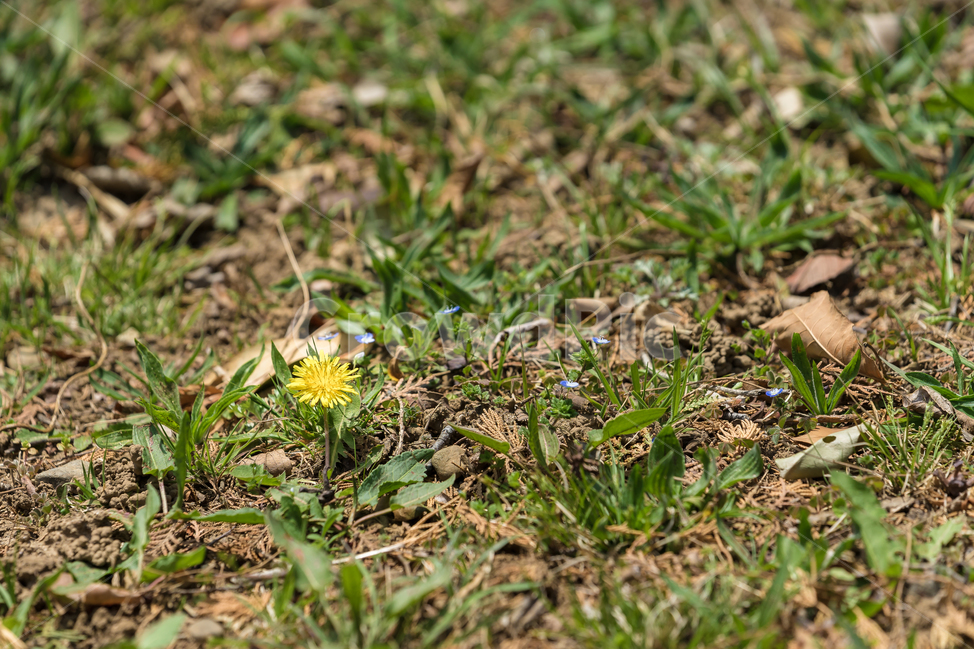 봄,꽃,민들래,공원,자연,풍경,spring,flower,식물,자연,plants,nature,꽃,flower