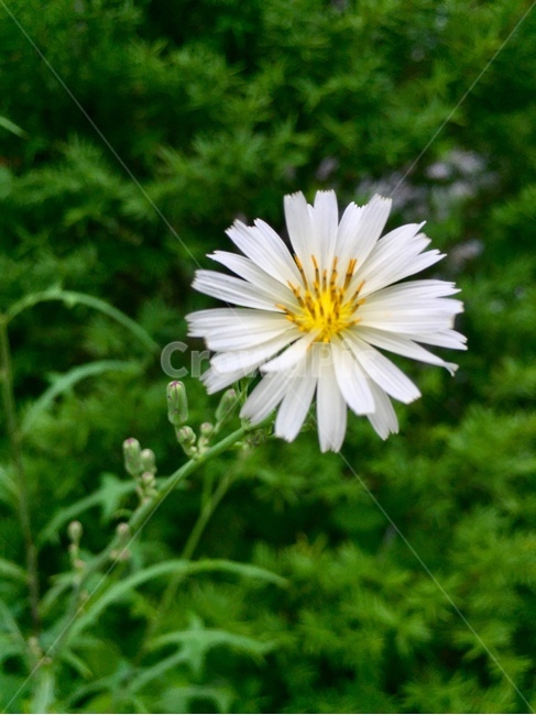 왕고들빼기,자연,야생화,꽃,식물,flower,nature,plants,식물,자연,plants,nature,꽃,flower