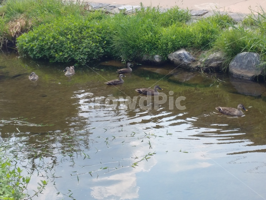 오리,조류,헤엄,물,물쌀,물결,풀,초록,자연,빛,동물,animal,조류,새,birds
