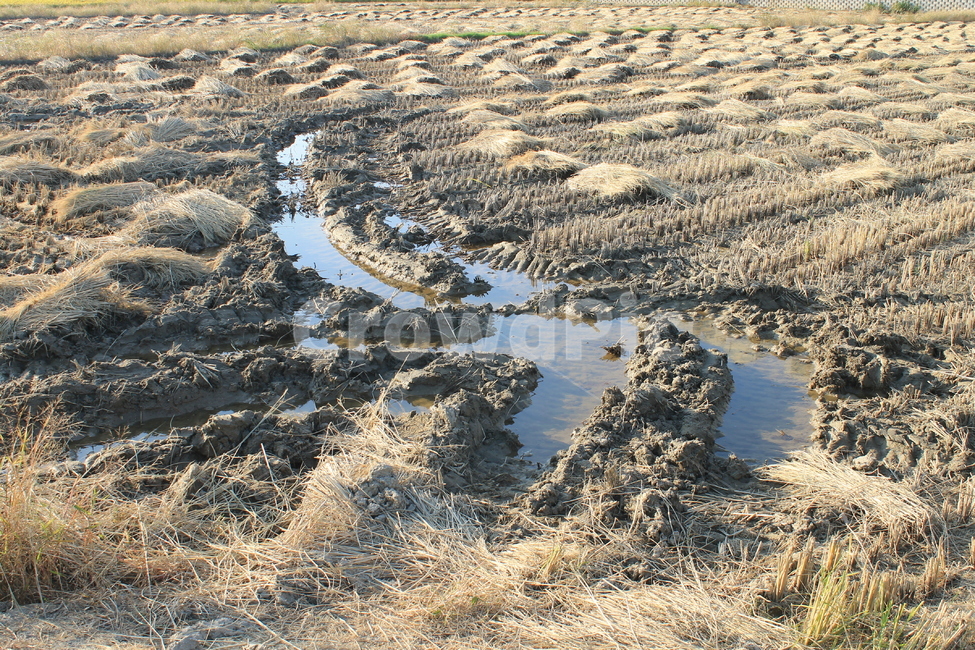 자연,논,추수,가을,가을추수,볏단,볏짚,nature,harvest,ricesheaf,sheafofrice,ricefield,ricepaddy,autumn,fall,가을,계절,fall,autumn,season,농업,농사,agriculture,farming,farming industry,ground,바닥