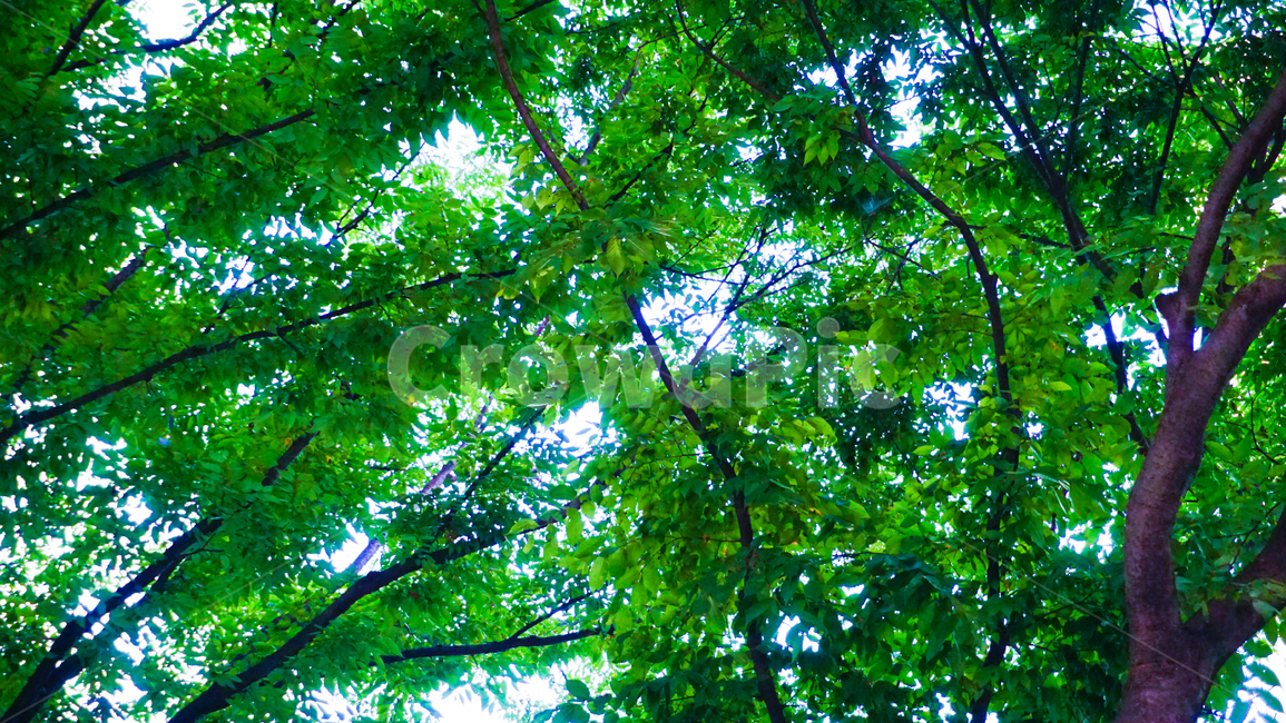 나무,하늘,그림자,자연,trees,tree,sky,nature,식물,자연,plants,nature,나무,trees,wood