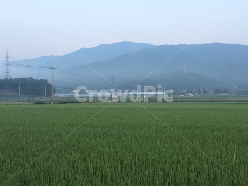 자연,쌀,벼,산,시골,자연,풍경,nature,landscape,grassland,목초지,outdoors,옥외,field,들,paddy field,패디 필드