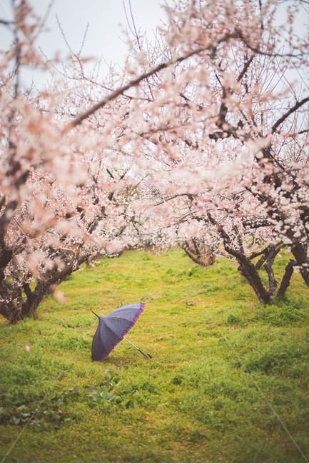 우산,비오는날,매화,매화꽃,매화나무,봄,계절,spring,season,자연,풍경,nature,landscape,감성,sensible,feeling,plant,식물,flower,꽃,blossom