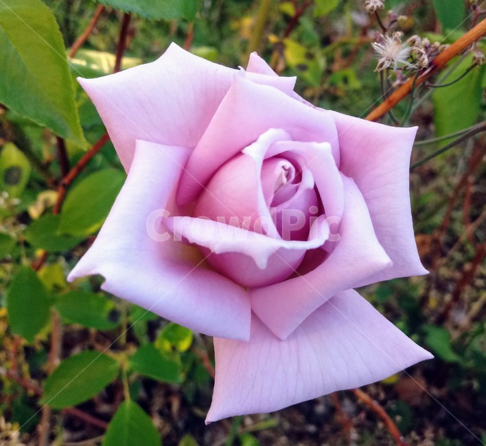 장미,장미꽃,플라워,식물,flower,로즈,꽃