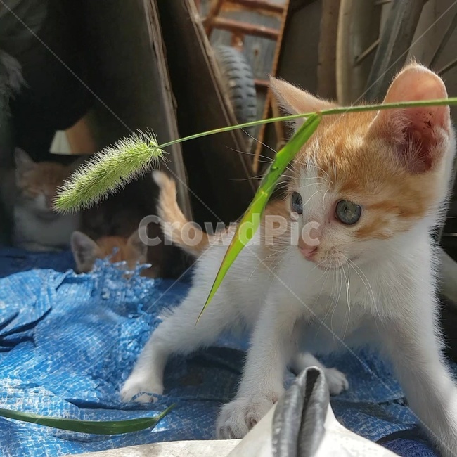 고양이,강아지풀,집중,눈,새끼고양이